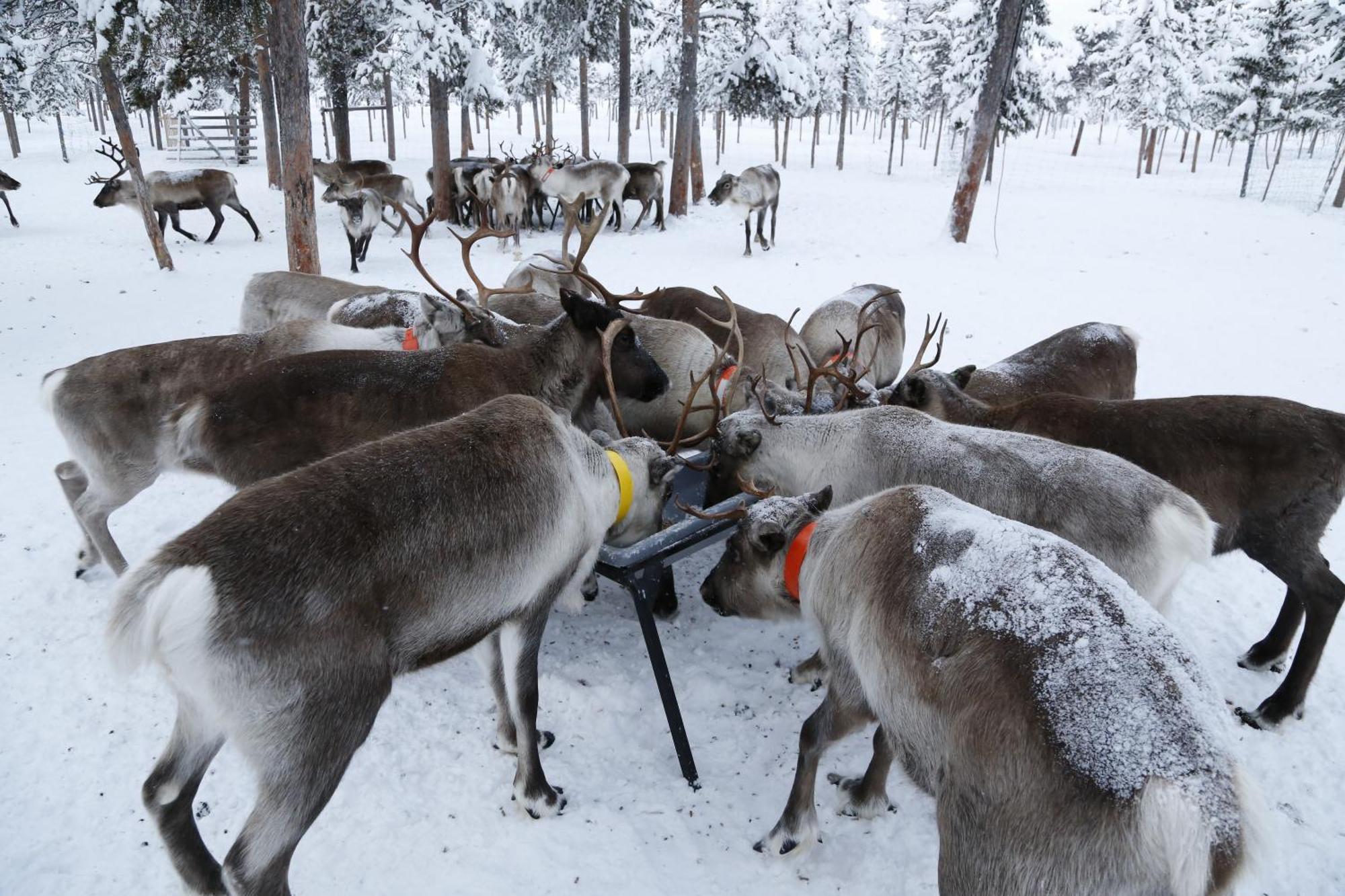 Reindeer Lodge Jukkasjärvi Eksteriør billede