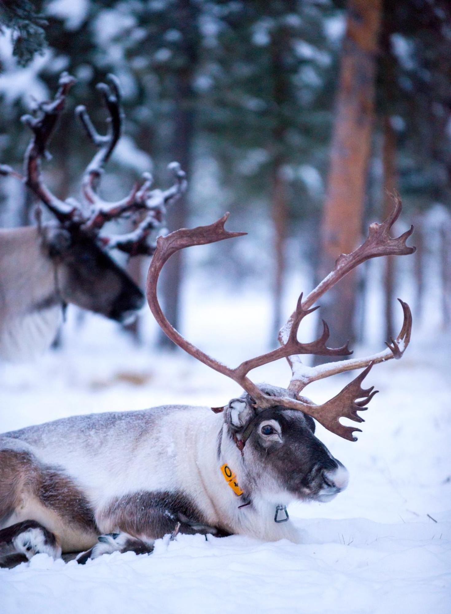 Reindeer Lodge Jukkasjärvi Eksteriør billede