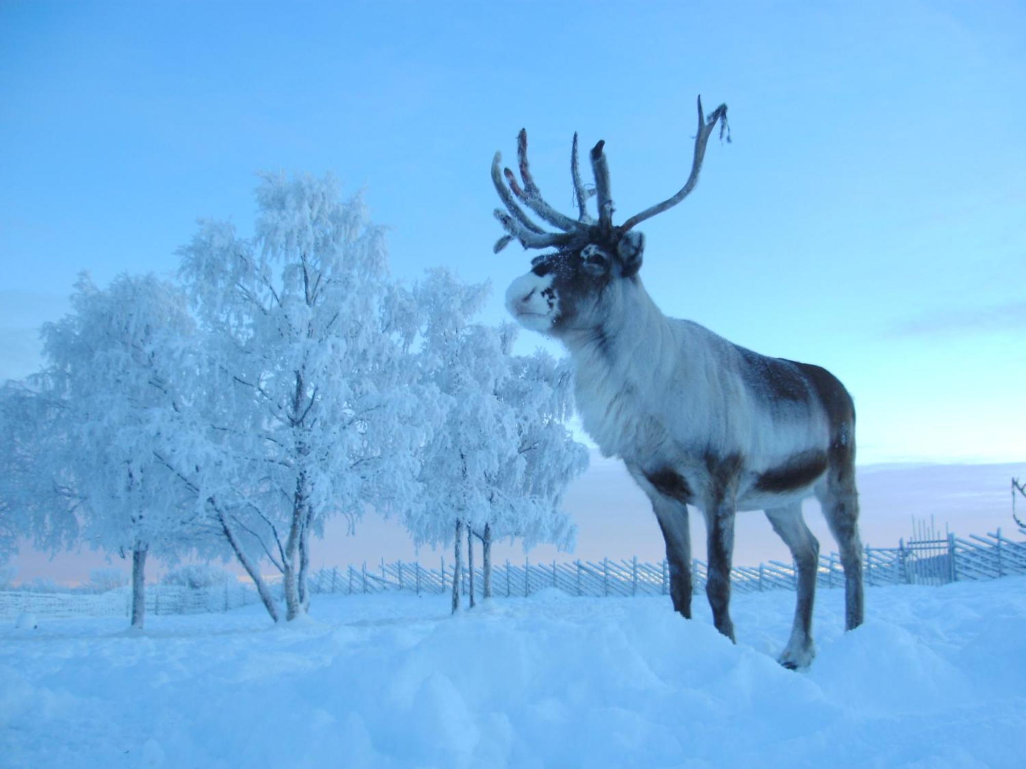 Reindeer Lodge Jukkasjärvi Eksteriør billede